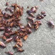 天氣變冷蟑螂都藏到哪去了呢？