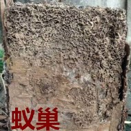 別墅墻體挖出超大白蟻巢?。。? />             <div   id=