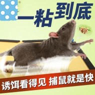 如何使用粘鼠板成功滅鼠？